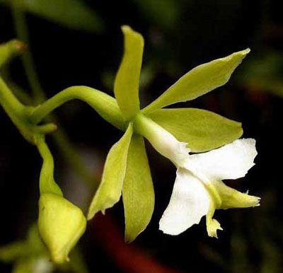 C219 · Epidendrum Stamfordianum Var Alba