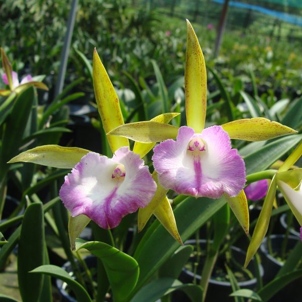 C228 · Brassocattleya Nodata ‘Maili’ HCC/AOS