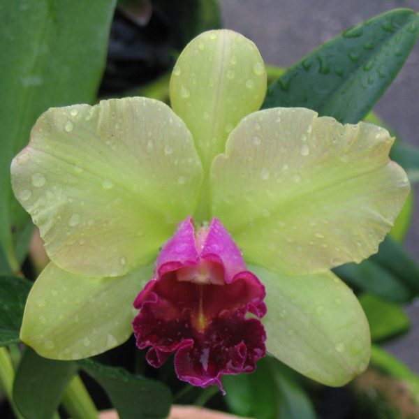 Brassolaeliocattleya Yen Surprise 'Yen' orchid, flower number C230