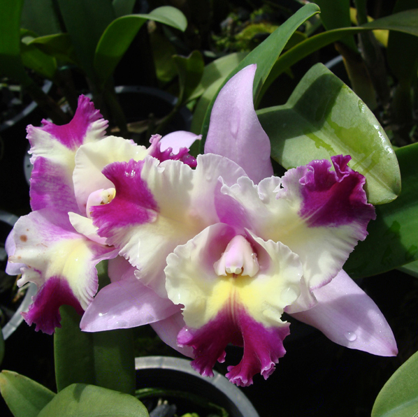C231 · Laeliocattleya Mari’s Song ‘CTM 217’ HCC/AOS