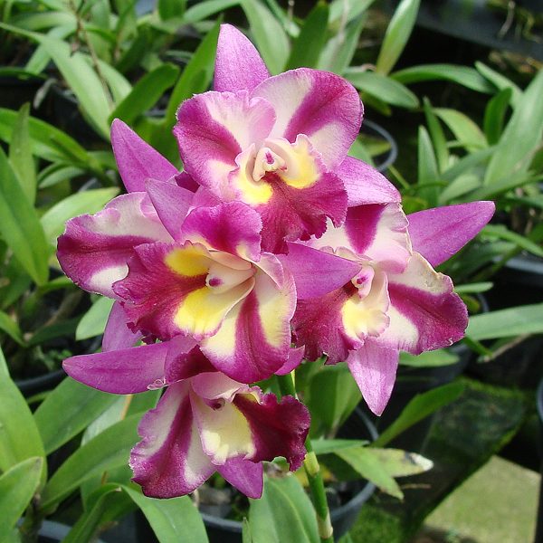 C232 · Hawkinsara Sogo Doll ‘Little Angel’ AM/AOS