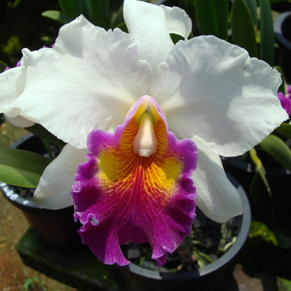 How to read an orchid name: genus, grex, cultivar and awards