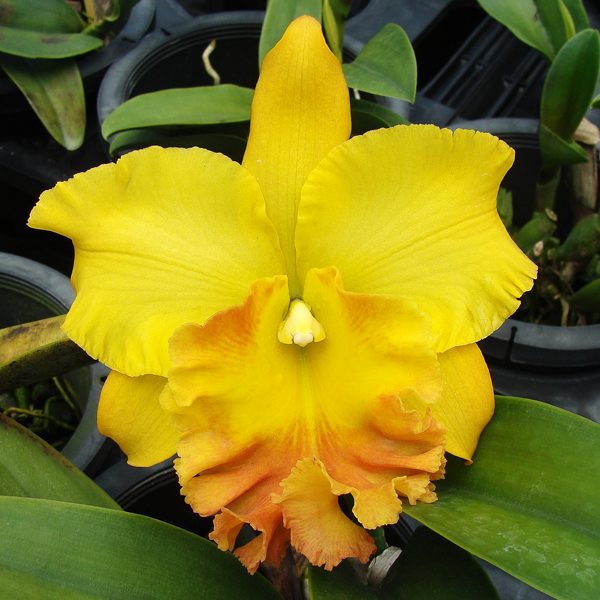C236 · Brassolaeliocattleya Haadyai Delight ‘Bangprom Gold’