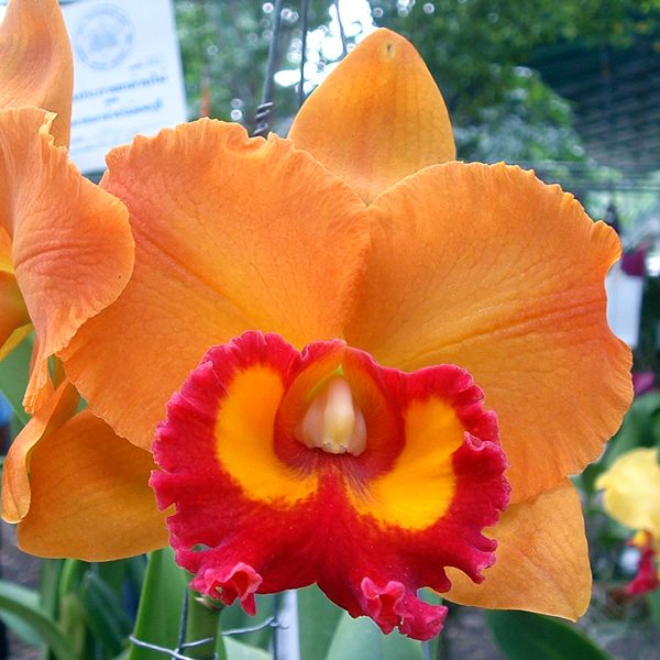 C237 · Brassolaeliocattleya Yen 24 Karat