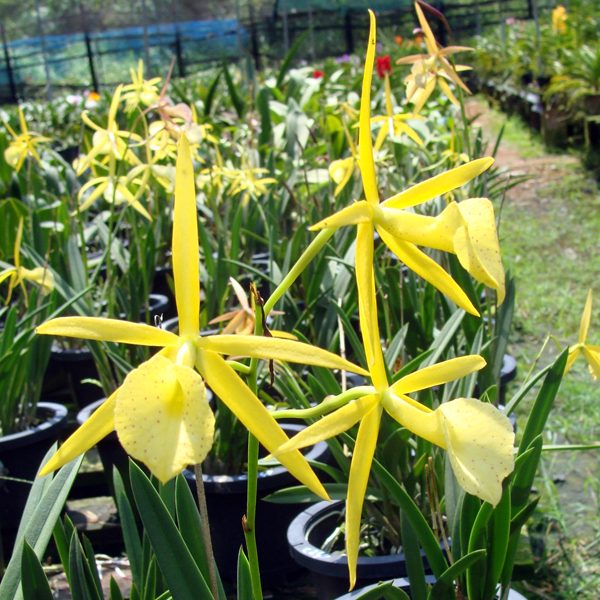 C241 · Brassolaelia Yellow Bird