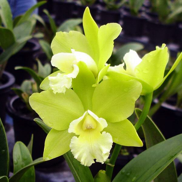 C243 · Brassolaeliocattleya Hawaiian Passion ‘Carmela’ HCC/AOS