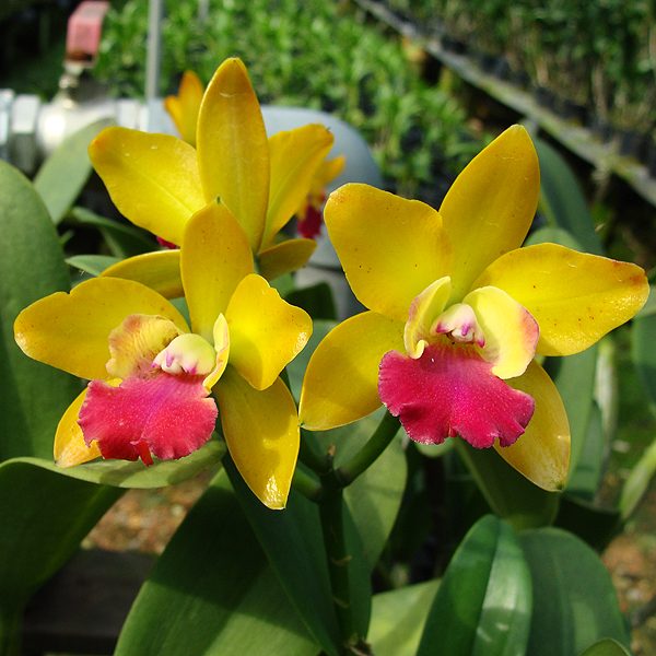 C245 · Laeliocattleya Loog Tone ‘Orange’