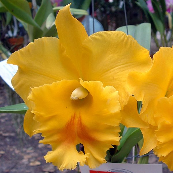 C250 · Brassolaeliocattleya Haadyai Delight ‘Bang Prom Gold’ AM/CST