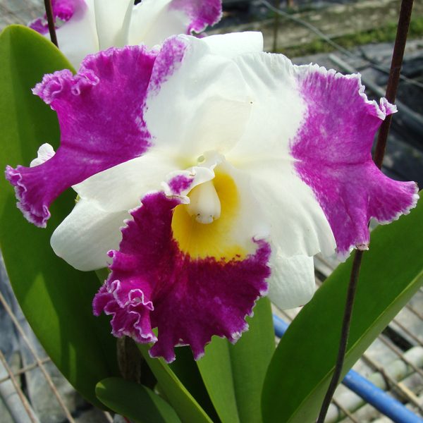 Brassolaeliocattleya White Spark 'Panda' orchid, flower number C255