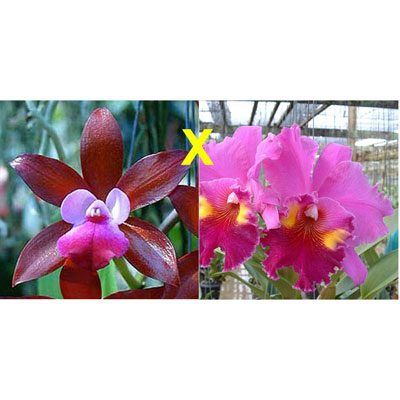 C259 · Cattleya Fireball Fame × Blc Lucky Strike