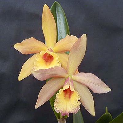 Brassolaeliocattleya Golden Tang × Blc Love Song orchid, flower number C262