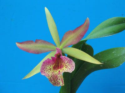 C267 · Brassolaeliocattleya Keowee ‘Wings of Fire’