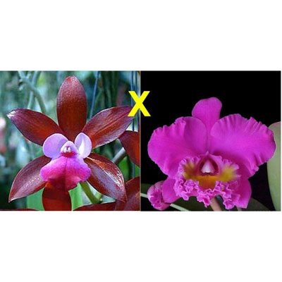 C271 · Cattleya Fireball Fame × Blc Bryce Canyon