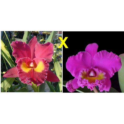 C272 · Brassolaeliocattleya Bryce Canyon × San Yang Ruby