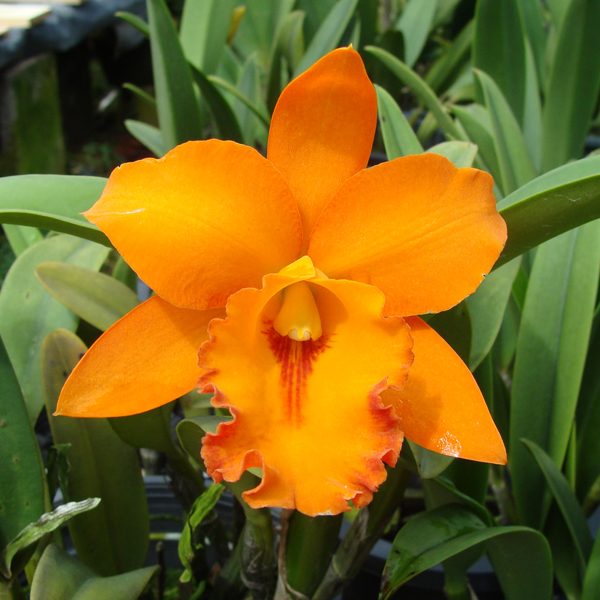 (Potinara Wattana 'Gold' × Brassolaeliocattleya Orange Nugget) × Brassolaeliocattleya Yen 24 Karat orchid, flower number C274