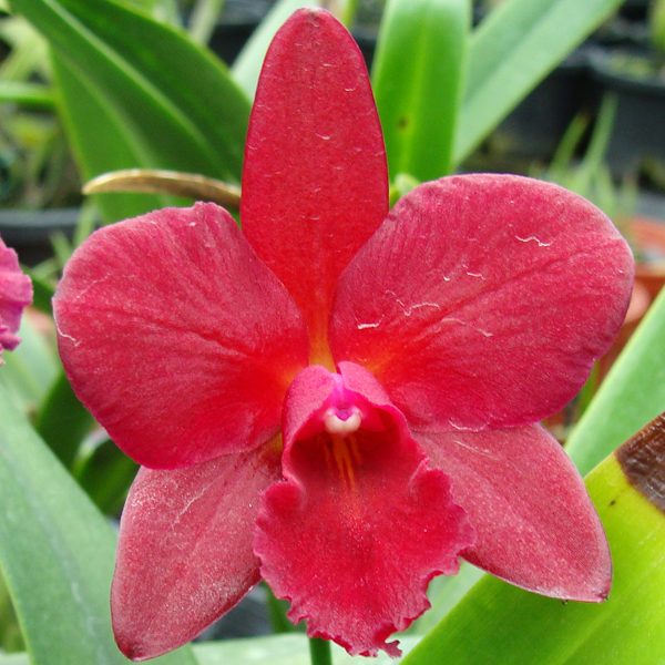 C275 · Sophrolaeliocattleya Anzac Jewel