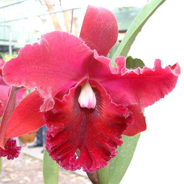 Brassolaeliocattleya Chia Lin FCC AOS orchid, flower number C276