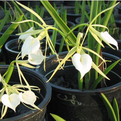C280 · Brassavola Little Star