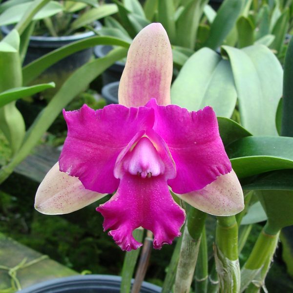 C281 · Cattleya Yen Red Face