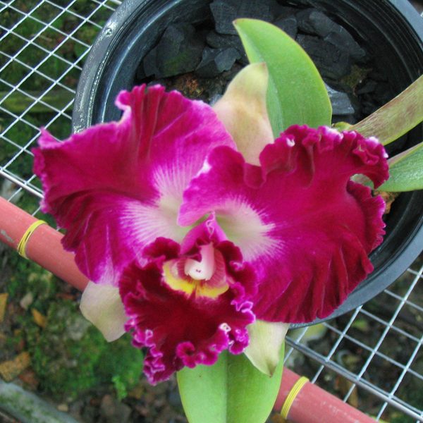 Laeliocattleya Chan Hsiu Jewel 'Shang Mei' orchid, flower number C282