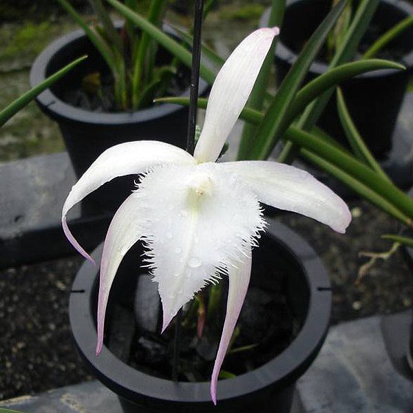 C284 · Brassavola David Sander