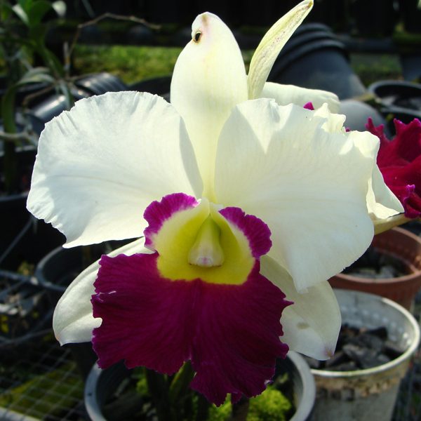 Laeliocattleya Robert Good News orchid, flower number C287