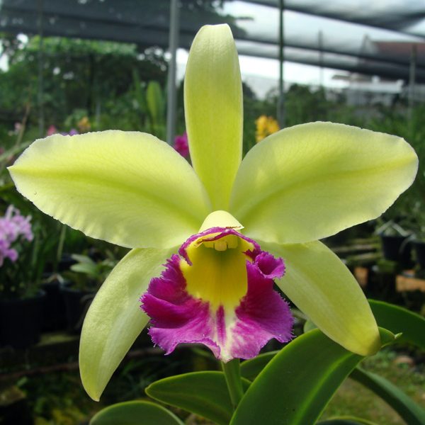 C289 · Cattleya Blc Greenwich Elmhurst