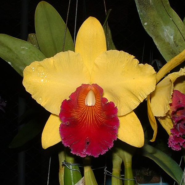 C290 · Brassolaelio Cattleya Alma Kee