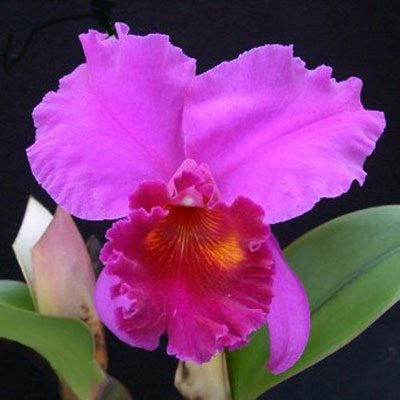 C295 · Brassolaeliocattleya Mem. Crispin Rosales `Victory’ HCC/AOS