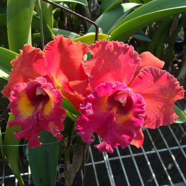 C298 · Brassolaeliocattleya Tainan City