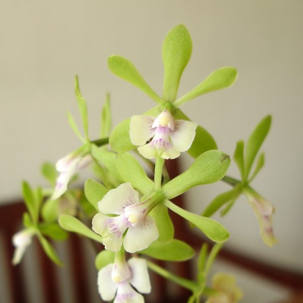 C299 · Epidendrum floribundum