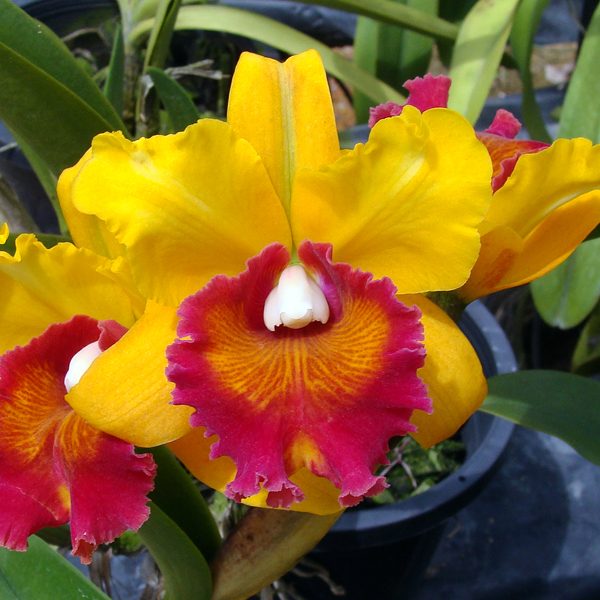 Brassolaeliocattleya Varut Raine-Gold orchid, flower number C301