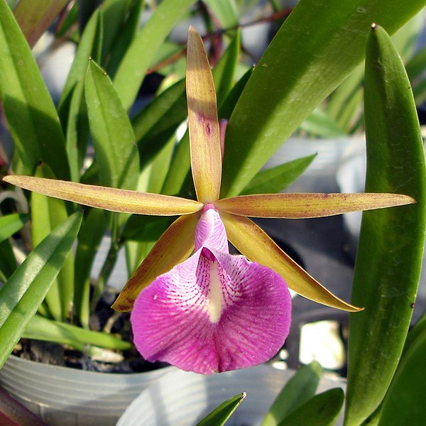 C302 · Brassocattleya Nodata Oscar
