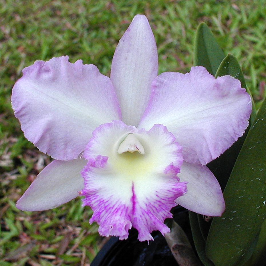 C303 · Laeliocattleya Little Girl