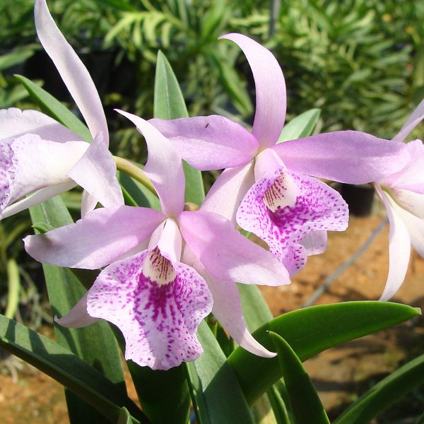 C304 · Brassocattleya Maikai