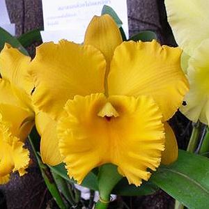 Brassolaeliocattleya Memoria Srivilas Gold orchid, flower number C307