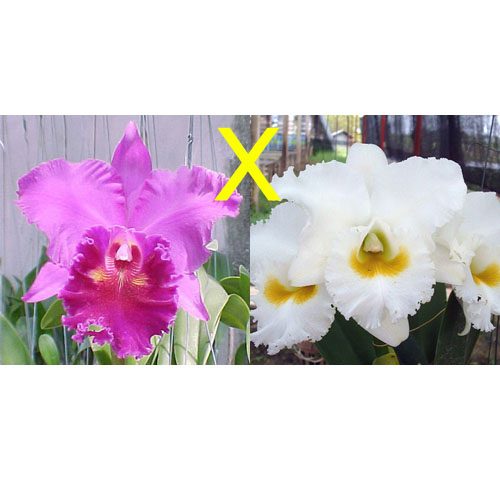 Brassolaeliocattleya Lucky Strike Mongkultrakul AM orchid, flower number C308