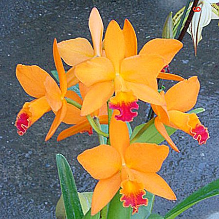 C315 · Potinara Love Passion ‘Orange’