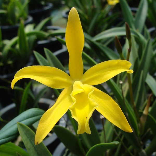 C317 · Laeliocattleya Love Song × Bc Yellow Bird