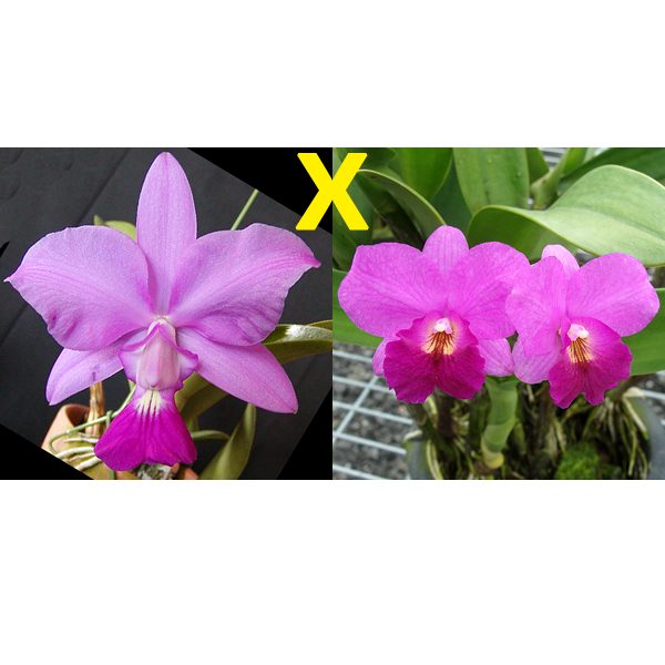 Cattleya Walkeriana × Ctna Rosy Jewel orchid, flower number C321