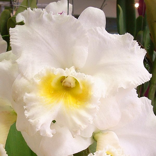 C327 · Brassolaeliocattleya Petch Sayam