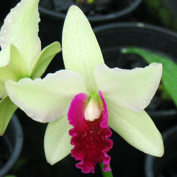 C329 · Cattleya Tainaka × C Loddigesii