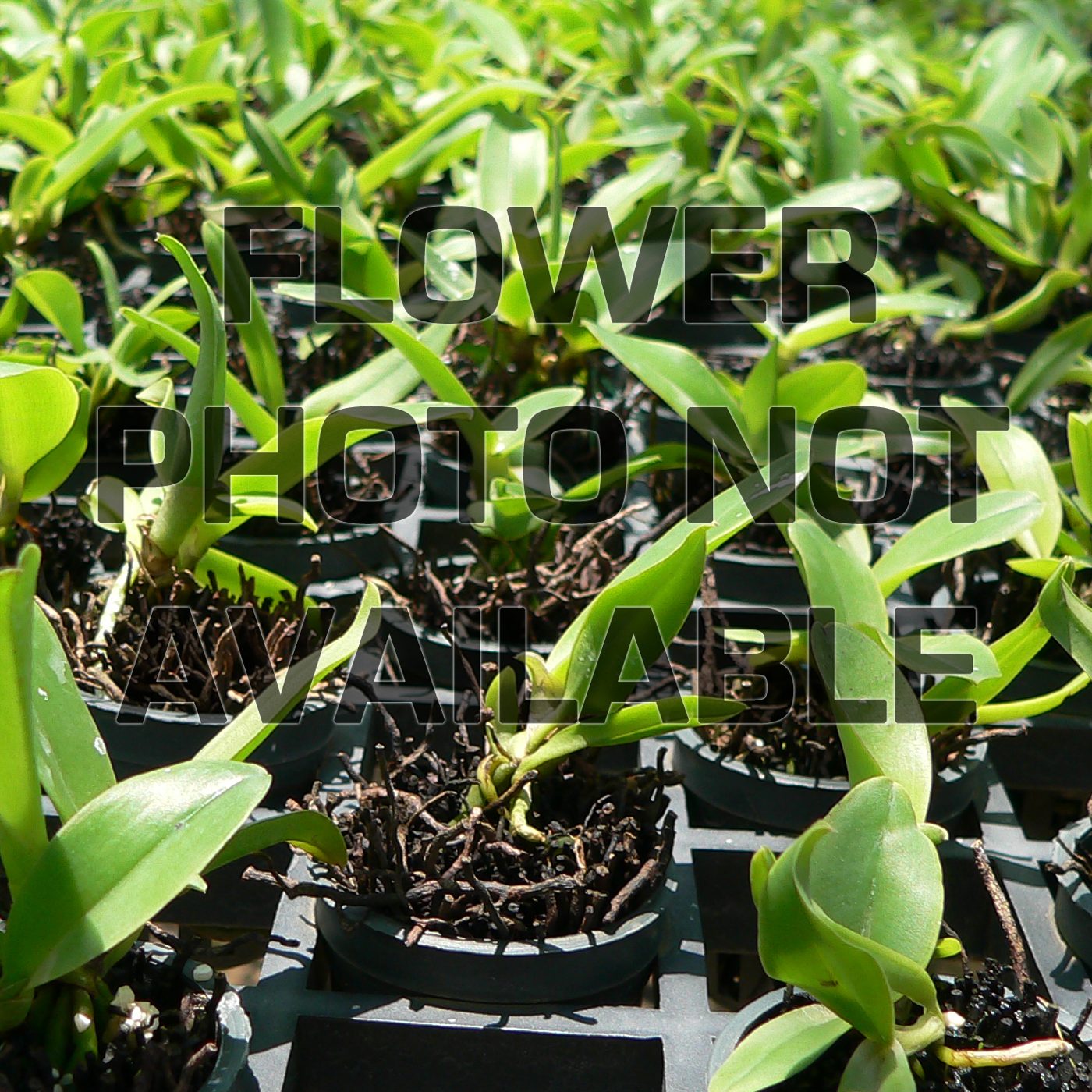 C330 · Laeliocattleya Blue Korat