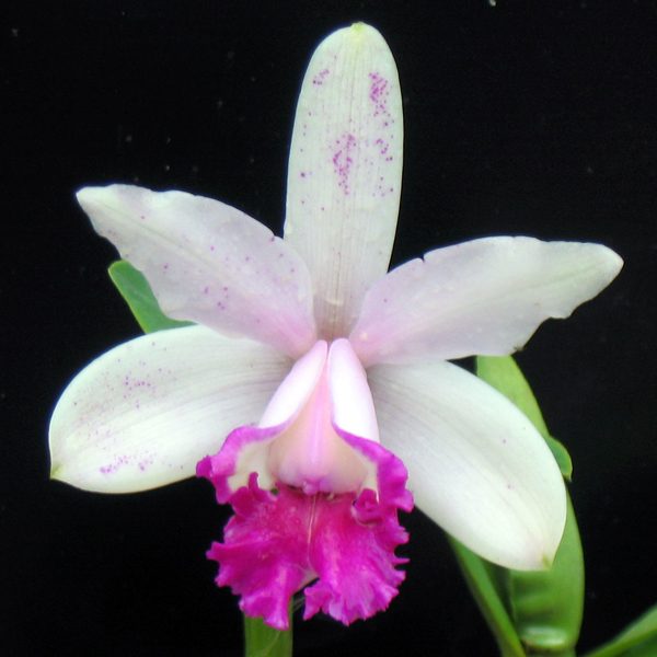 Cattleya intermedia var orlata orchid, flower number C333
