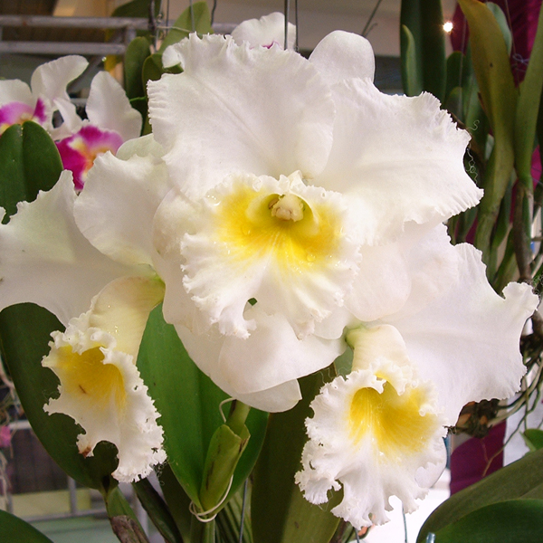 Cattleya Pornthip 'Joe' orchid, flower number C334