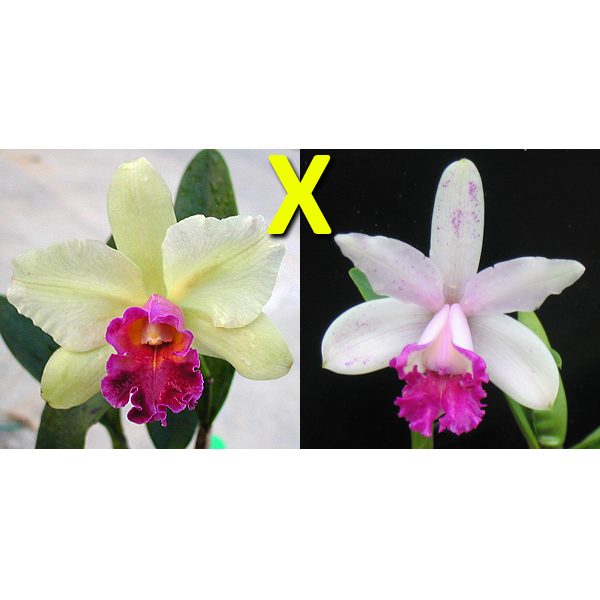 C338 · Brassolaeliocattleya Yen Surprise × C intermedia