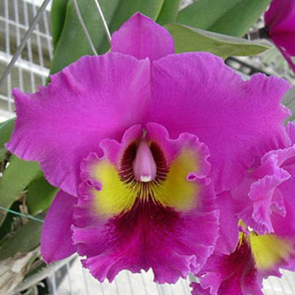 Brassolaeliocattleya King of Taiwan 'Ta-Hsin' #1 AM/AOS orchid, flower number C341