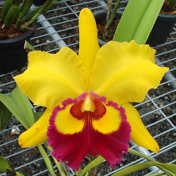Brassolaeliocattleya Chunyeah 'Good Life Ai' AM/AOS orchid, flower number C344