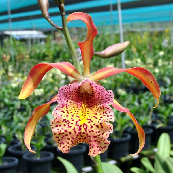 Brassolaeliocattleya Keowee × Schom Splendida orchid, flower number C346