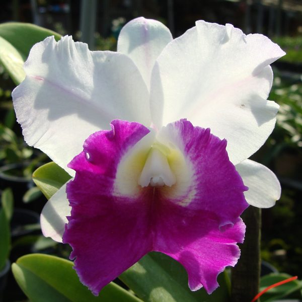 C347 · Laeliocattleya Chyung Gun Swan × Laeliocattleya Robert Strait